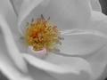Black-White Rose III.jpg