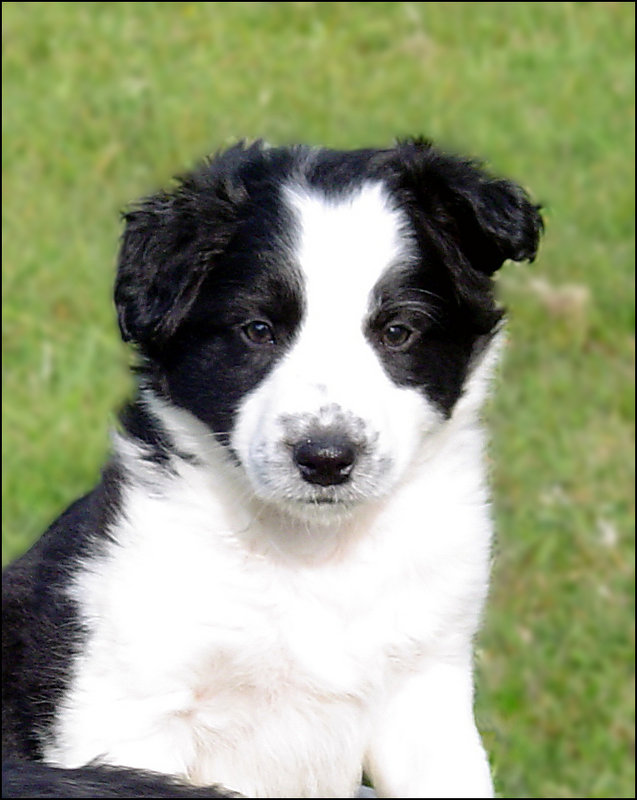simba-my-new-baby.jpg