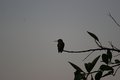 hummingbird2_1689.jpg