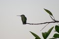 hummingbird_1691.jpg