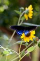 butterfly_1871.jpg