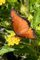 butterfly_1873.jpg