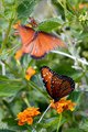 butterfly_1876.jpg