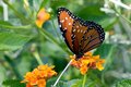 butterfly2_1876.jpg