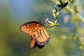 butterfly2372.jpg