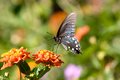 butterfly2377.jpg