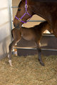 shiloh_3520.jpg