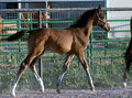shiloh4358.jpg