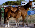 shiloh4359.jpg