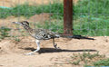 roadrunner.jpg