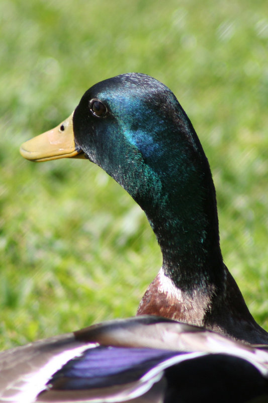 duck-003.jpg