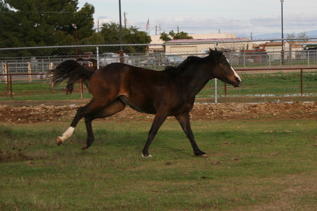 horsemisc-018.jpg