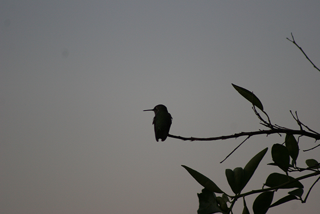 hummingbird2_1689.jpg
