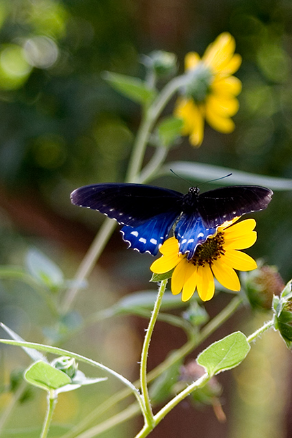 butterfly_1871.jpg