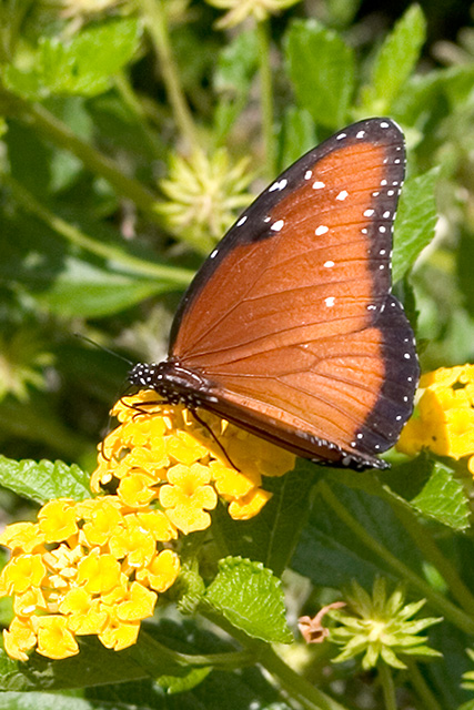 butterfly_1872.jpg
