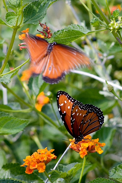 butterfly_1876.jpg