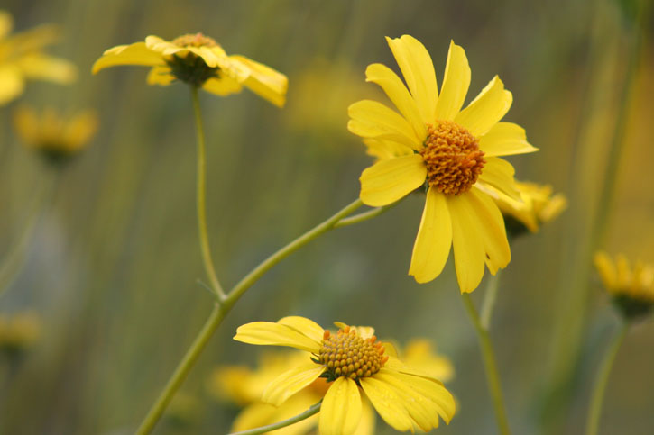 wildflowers36.jpg