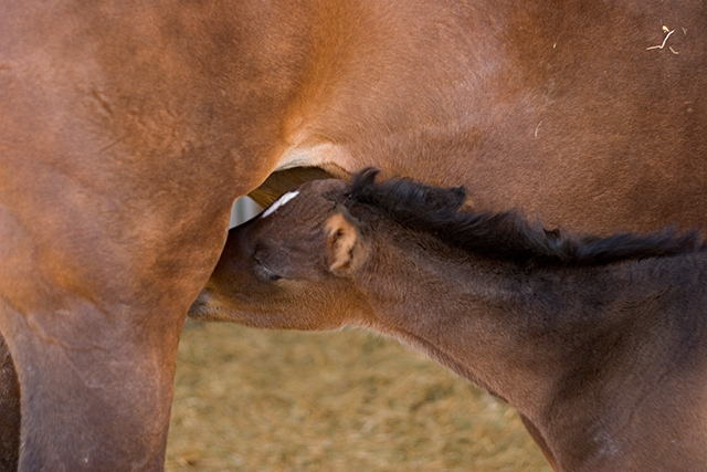 shiloh_3533.jpg