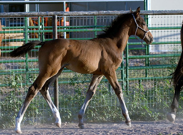 shiloh4358.jpg