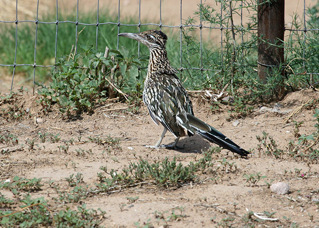 roadrunner1.jpg