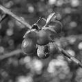 Berries.jpg
