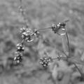 Dew Drops.jpg