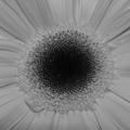 Sunflower.jpg