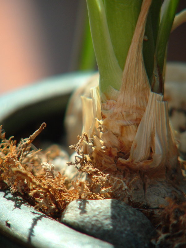 Onion Plant.jpg