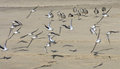 Birds taking flight