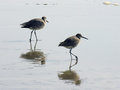 Two Birds