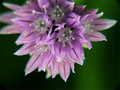 Day1- Flower Macro