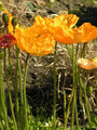 Poppies2