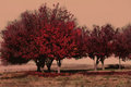 AutumnTrees
