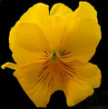 Yellow Pansy