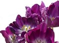 Purple Tulips - Week 3