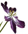 Tulip - Week 8