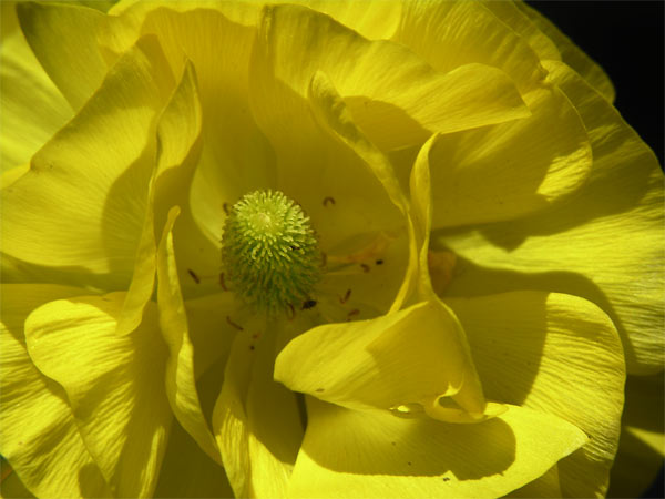 Yellow Runnuculus
