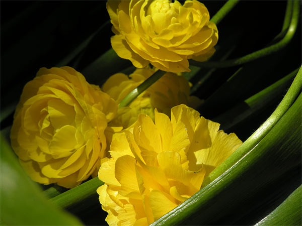 Yellow Runnuculus - fallen