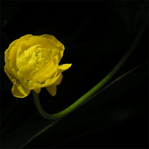 Single Yellow Runnuculus