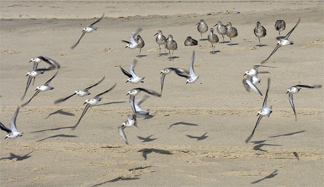 Birds taking flight