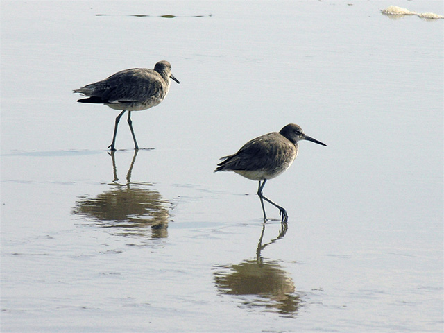 Two Birds