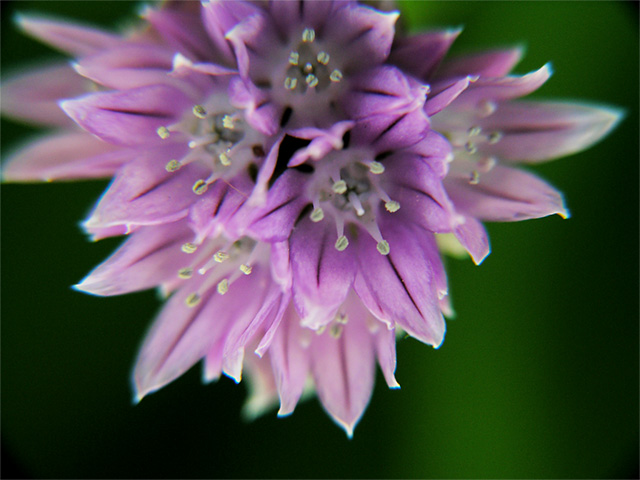 Day1- Flower Macro