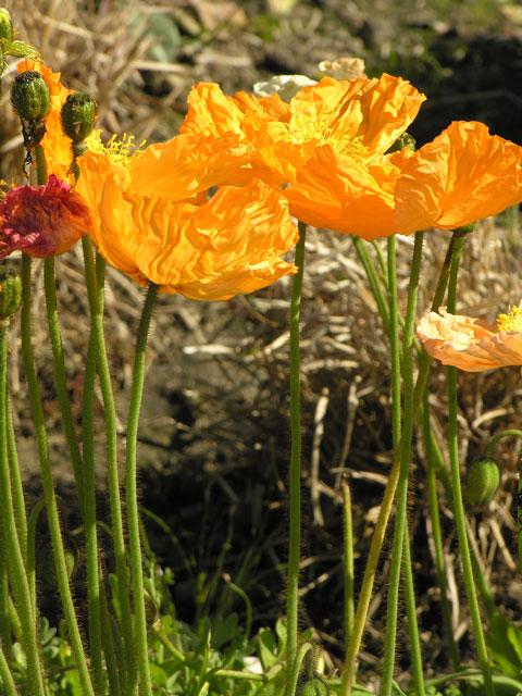 Poppies2