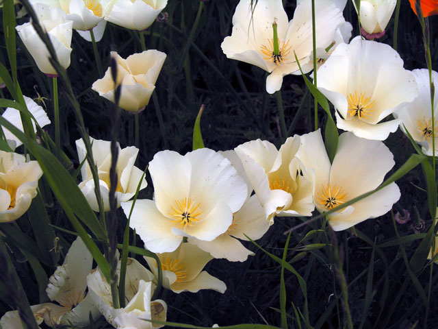 White Poppies