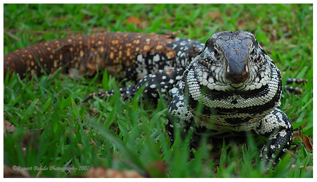 Iguana.jpg