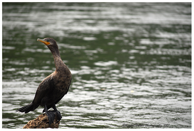 water-fowl.jpg