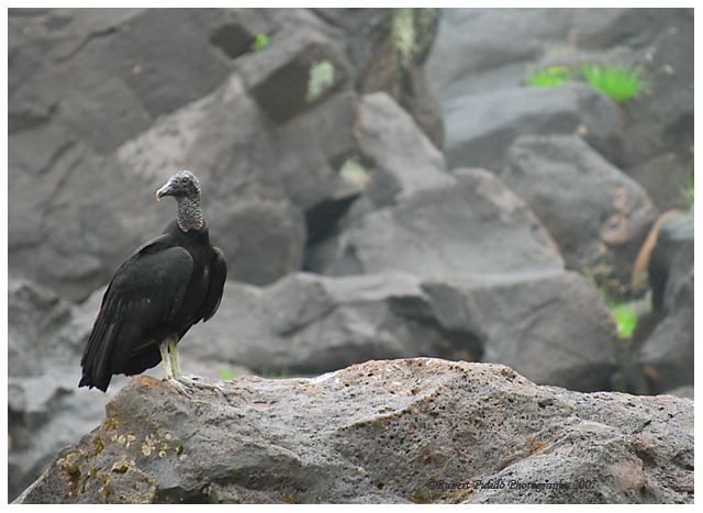 condor1.jpg