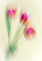 yellow blur flowers
