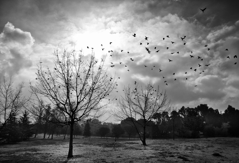 balboa park birds 2011-b-w