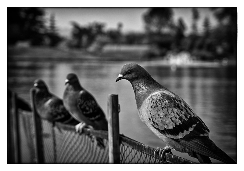 birds on fence 2011